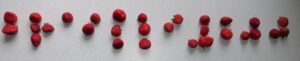 Large, juicy strawberries arranged on a wooden board to spell out “Braille 200” in Braille.