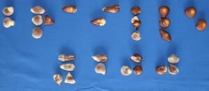 Belgian seashell chocolates in different shapes arranged on a fittingly blue cloth to spell out “Braille 200”.